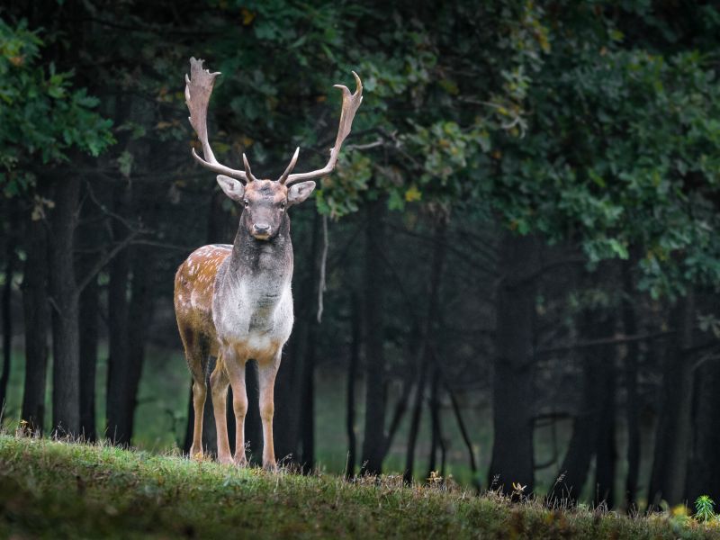 deer