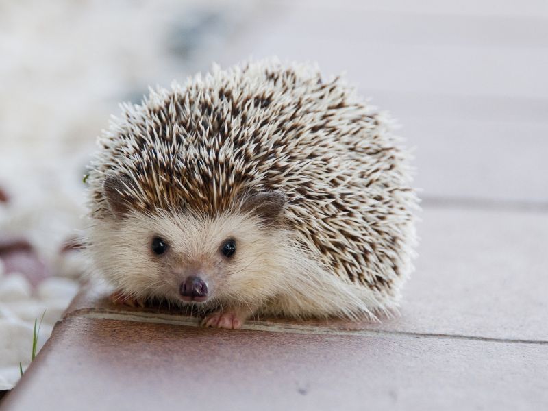 hedgehog main