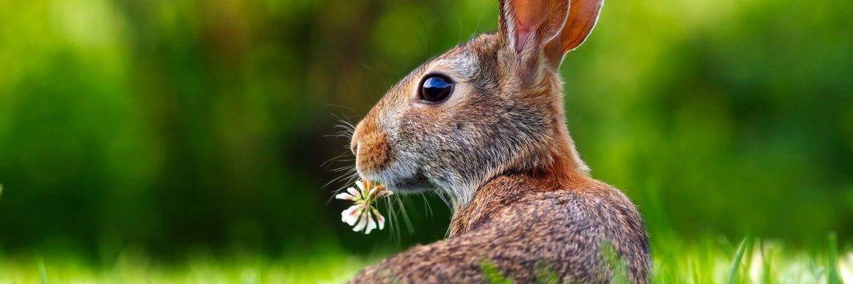rabbit